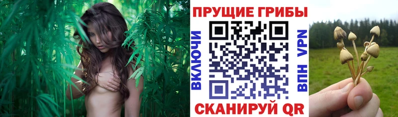 Галлюциногенные грибы прущие грибы  Арск 